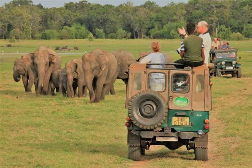 Minneriya National Park Wild Elephant Safari - Private - Comfort and safety on a 4-hour wildlife outing
