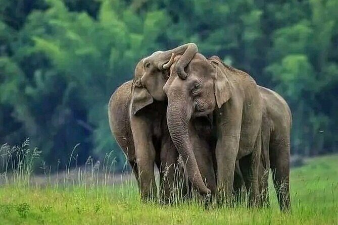 Minneriya National Park Wildlife & Elephant Safari from Sigiriya - Key Points to Know Before You Go