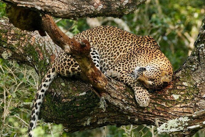Minneriya National Park Wildlife & Elephant Safari from Sigiriya - Hurulu Eco Park: A More Peaceful Set of Chances for Elephants and Beyond