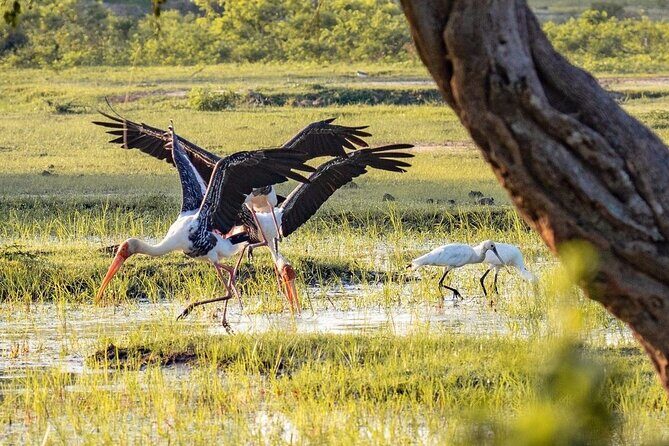 Minneriya National Park Wildlife & Elephant Safari from Sigiriya - Price Breakdown: Is $33 Good Value After Park Fees?