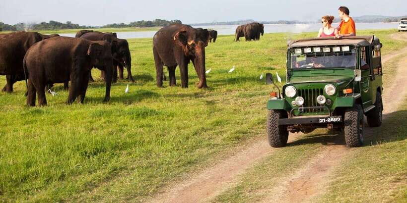 Minneriya: Private Jeep Safari From Trincomalee - Quick hits