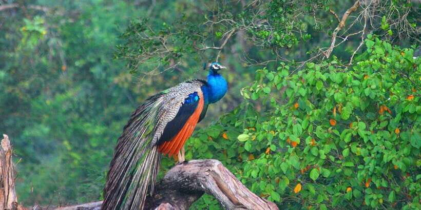 Minneriya: Private Jeep Safari From Trincomalee - Who this private jeep safari suits best
