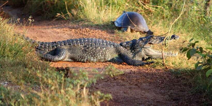 Minneriya: Private Jeep Safari From Trincomalee - Minneriya’s elephant season and what a private jeep gets you
