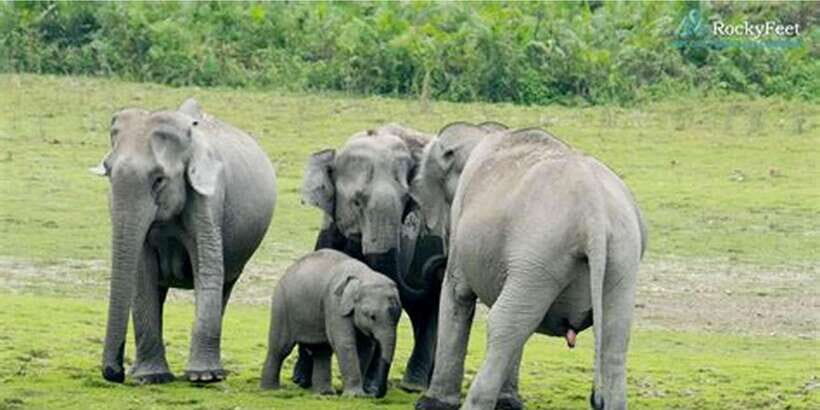 Minneriya: Private Jeep Safari From Trincomalee - The 4-hour Minneriya safari: how the tracking actually helps you spot animals