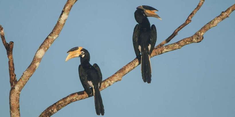 Minneriya: Private Jeep Safari From Trincomalee - The Gathering: when elephants turn the reservoir into a meeting place