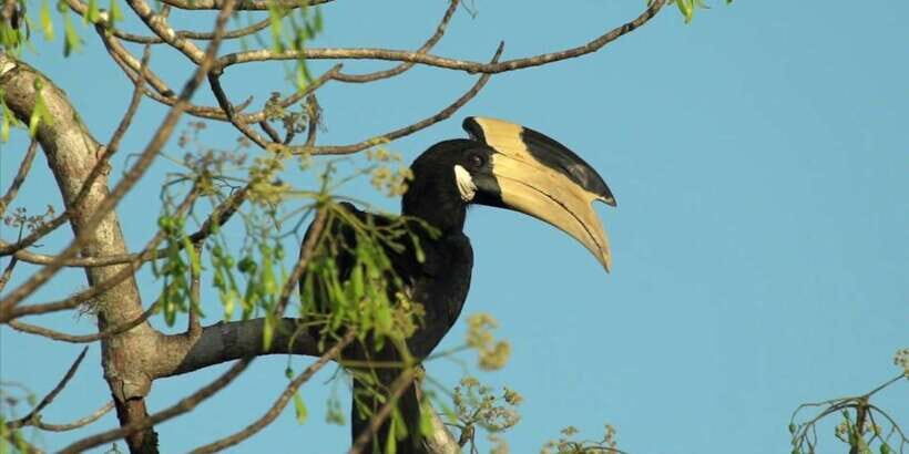 Minneriya: Private Jeep Safari From Trincomalee - Beyond elephants: birds, monkeys, and the other stars of the park