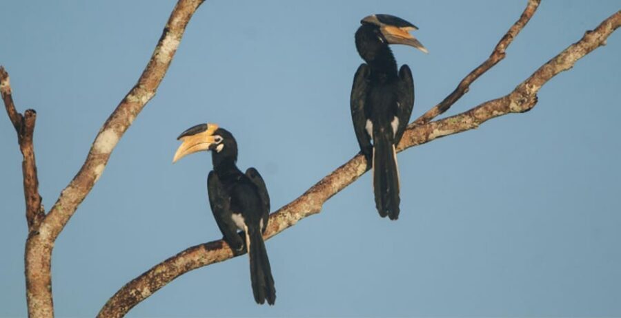 Minneriya: Private Jeep Safari From Trincomalee - Comfort and timing details that actually matter in the field