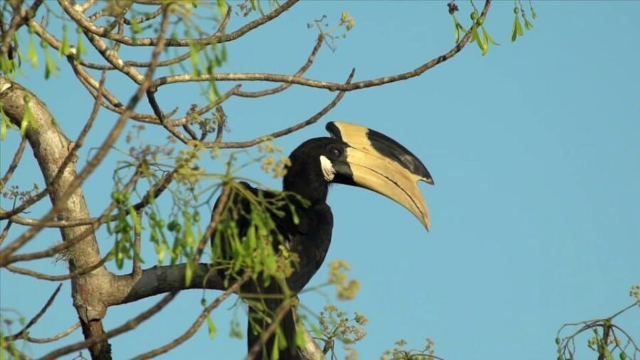 Minneriya: Private Jeep Safari From Trincomalee - Price and what you’re really paying for