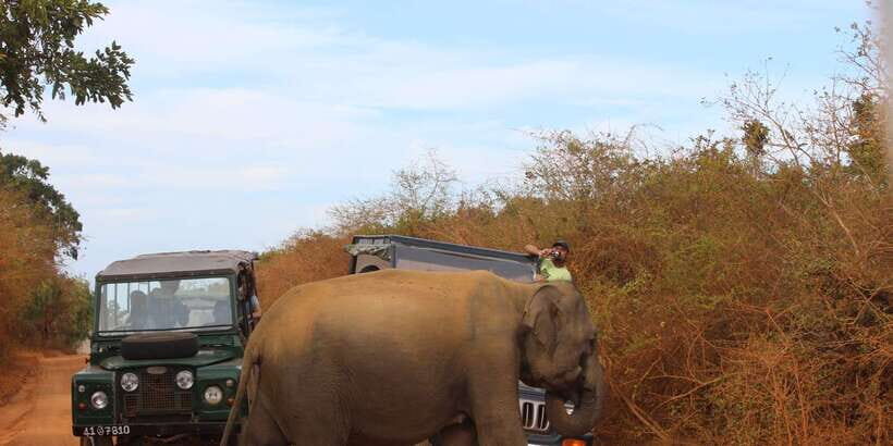 Minneriya: Private Jeep Safari From Trincomalee - Starting from Trincomalee: timing, pickup, and getting to the park