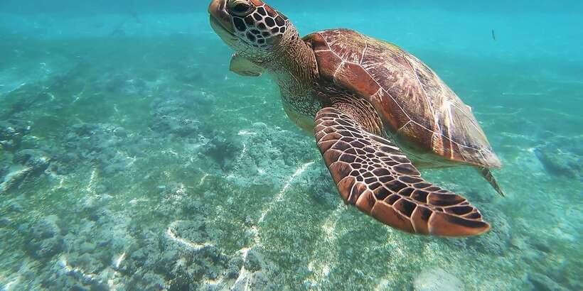 Mirissa: Snorkeling Experience with Turtles - How the 1-hour experience really unfolds in the water