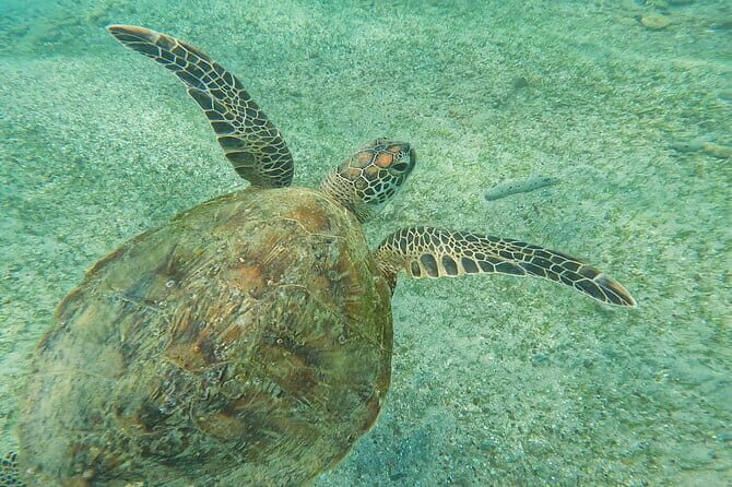 Mirissa Unforgettable Snorkeling Experience with Turtles - Private tour setup: your group, but the ocean still has crowds