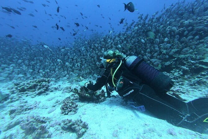 Mirissa Unforgettable Snorkeling Experience with Turtles - Who should book this Mirissa turtle snorkeling tour?