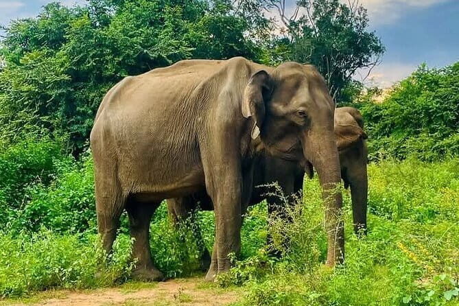 Mirissa, Weligama, Ahangama Transfer to Ella and Udawalawa Safari - Key things I’d plan around