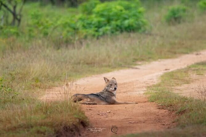 Mirissa, Weligama, Ahangama Transfer to Ella and Udawalawa Safari - Who should book this, and who might skip it