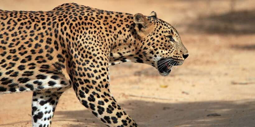 Mirissa/Weligama/Galle/Tangalle: Drop to Ella & Yala Safari - Key Points to Know Before You Go