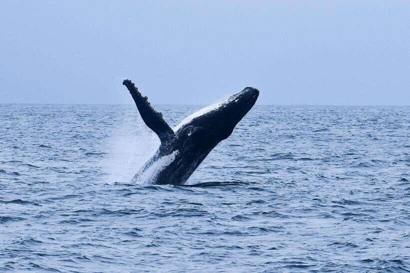 Mirissa: Whale & dolphin Watching Boat Tour with Breakfast - Key highlights to know before you go