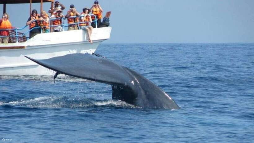Mirissa: Whale & dolphin Watching Boat Tour with Breakfast - Morning on the Water from Mirissa Harbour