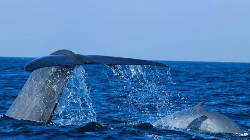 Mirissa: Whale & dolphin Watching Boat Tour with Breakfast - The ride back: fruit stops that make the trip feel complete