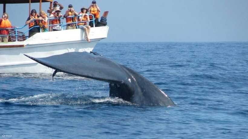 Mirissa: Whale & dolphin Watching Boat Tour with Breakfast - Meeting point, pickup, and the one logistical catch