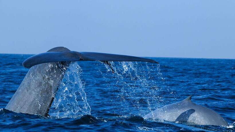 Mirissa: Whale & dolphin Watching Boat Tour with Breakfast - Breakfast onboard: what you actually get at 7 a.m.