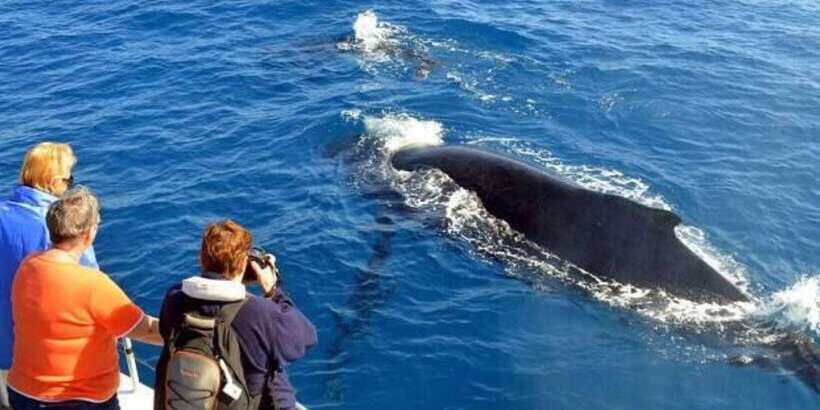 Mirissa: Whale & Dolphin Watching Cruise with Breakfast - Key Things I’d Watch for on This Cruise