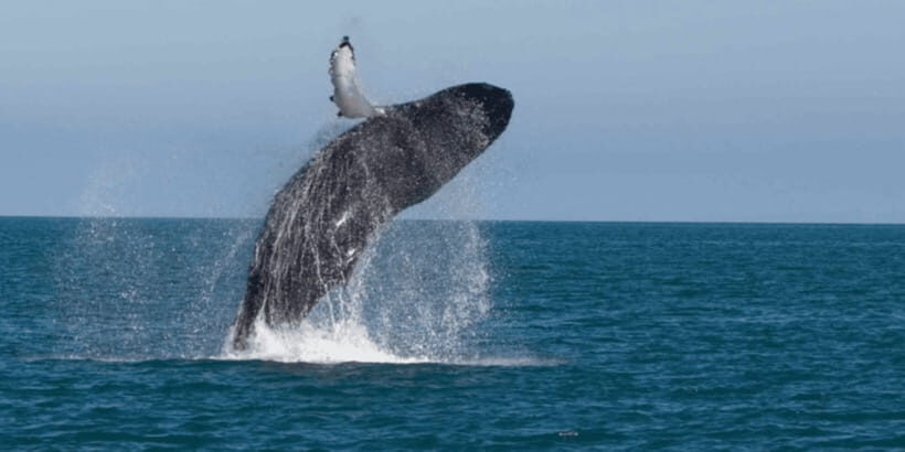 Mirissa: Whale & Dolphin Watching Cruise with Breakfast - How Breakfast and Early Pickup Shape the Day