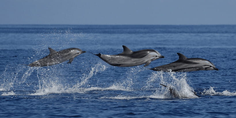 Mirissa: Whale & Dolphin Watching Cruise with Breakfast - The Main Event: 3–4 Hours of Whale and Dolphin Watching