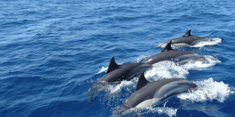 Mirissa: Whale & Dolphin Watching Cruise with Breakfast - Getting to the Harbour: What the Morning Logistics Feel Like