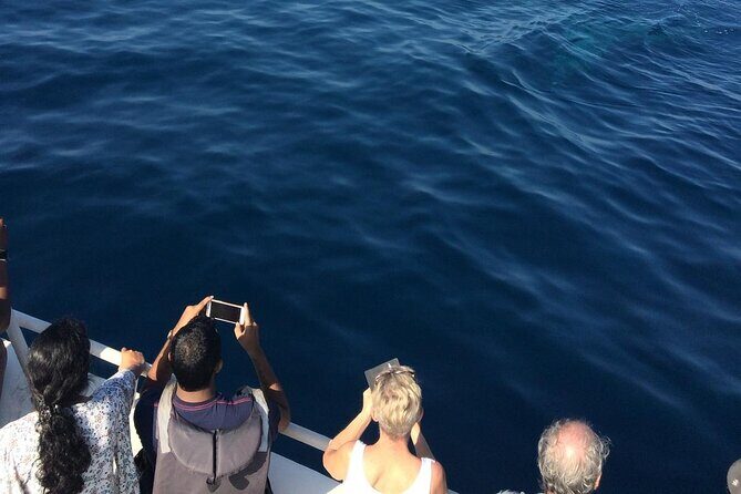 Mirissa Whale & Dolphin Watching Cruise with Geeth’s Crew - Why Mirissa’s morning timing works for whales and dolphins