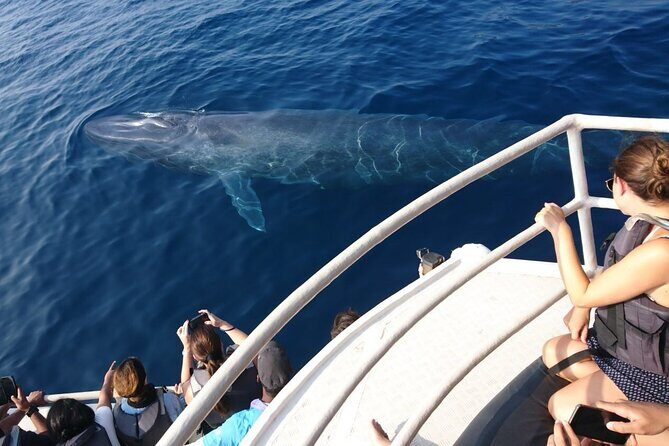 Mirissa Whale & Dolphin Watching Cruise with Geeth’s Crew - The boat comfort package: life jackets, meds, and insurance