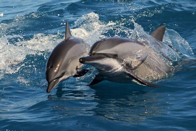 Mirissa Whale & Dolphin Watching Cruise with Geeth’s Crew - What happens during the 3–4 hour cruise (and how to stay patient)