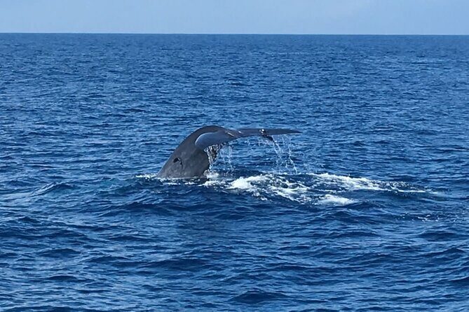 Mirissa Whale & Dolphin Watching Cruise with Geeth’s Crew - What whales you might see: Blue, Sperm, Bryde’s, Fin