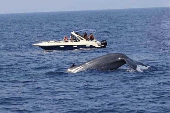 Mirissa Whale & Dolphin Watching Cruise with Geeth’s Crew - Dolphins and occasional sea turtles: what you’re likely to enjoy