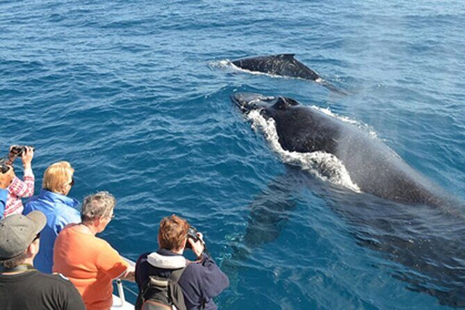 Mirissa Whale & Dolphin Watching Cruise with Geeth’s Crew - Safety and logistics that actually affect your experience