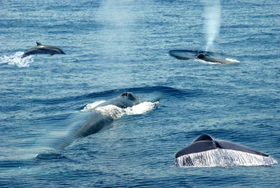 Mirissa: Whale & Dolphin Watching Trip with Private Transfer - Private Transfer Along the South Coast: Less Stress, More Sleep (Maybe)