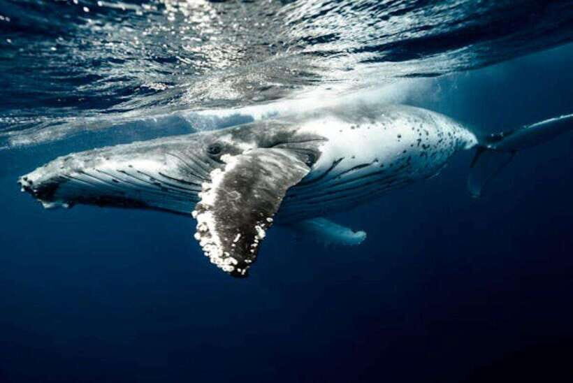 Mirissa: Whale Watching Cruise - Key things to know before you go