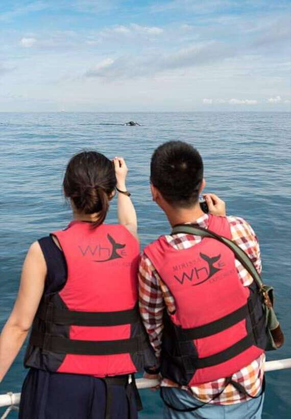 Mirissa: Whale Watching Cruise - On the water with a personal instructor: spotting whales without the guesswork