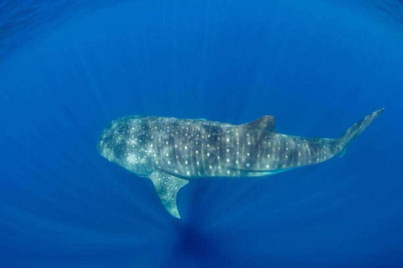Mirissa: Whale Watching Cruise - Wildlife you’re likely to see: blue whales, sperm whales, and dolphins