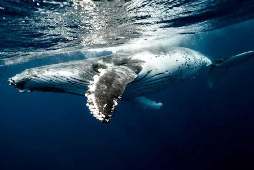 Mirissa: Whale Watching Cruise - Price and value: where this cruise really earns its money