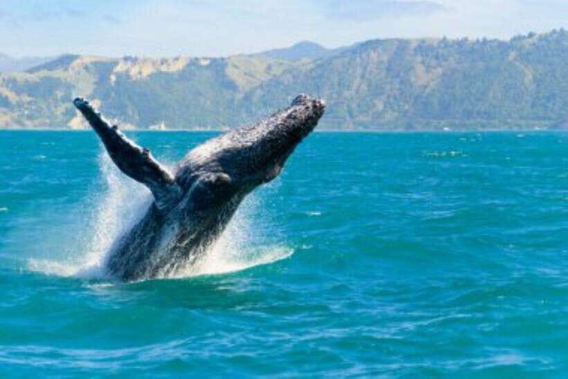 Mirissa: Whale Watching Cruise - What’s included in the $70 cruise, and what costs extra