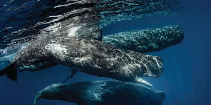 Mirissa: Whale Watching Tour - Key Highlights You’ll Feel Right Away