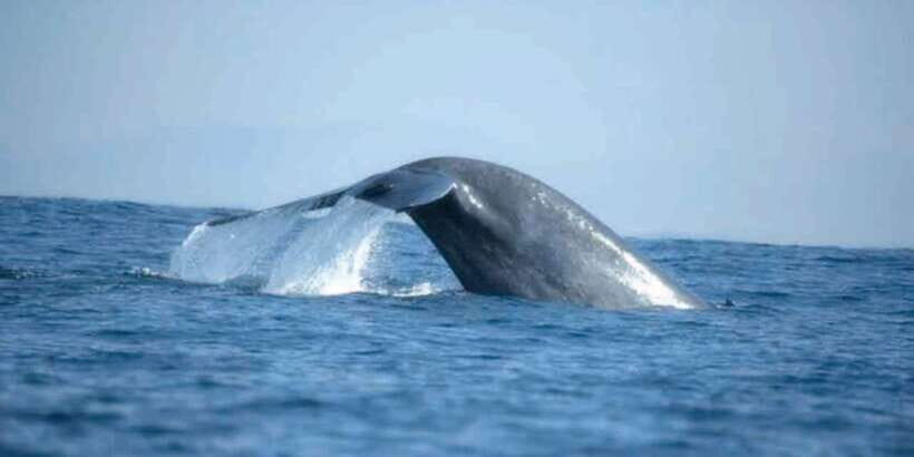 Mirissa: Whale Watching Tour - Mirissa Morning: From Fisheries Harbor to Open Water