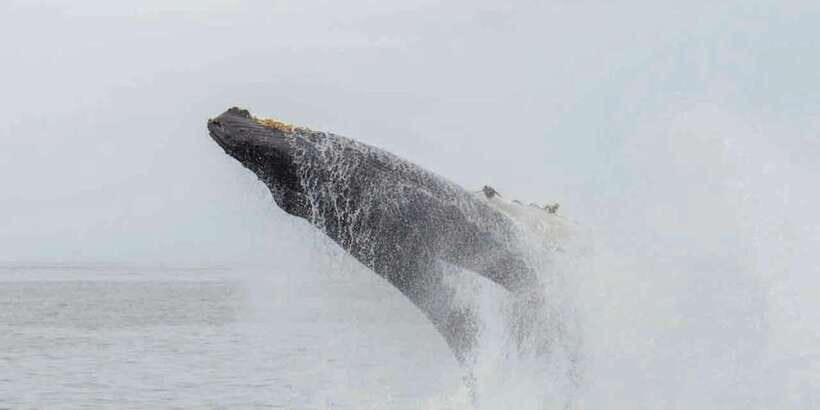 Mirissa: Whale Watching Tour - Where You’ll Watch: Blue, Sperm, and Fin Whales in Motion