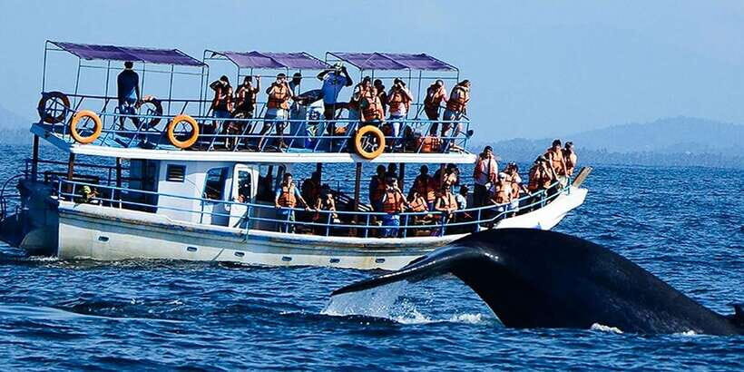 Mirissa: Whale Watching Tour - Price and Value: Is $80 Worth It?