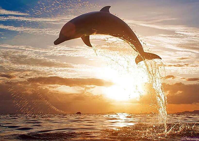 Mirissa Whale Watching, Tour A Once-in-a-Lifetime Experience - Key highlights you’ll actually care about