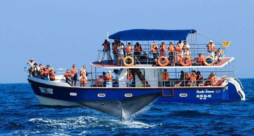 Mirissa Whale Watching, Tour A Once-in-a-Lifetime Experience - On-board briefing and safety: the stuff that prevents a bad moment
