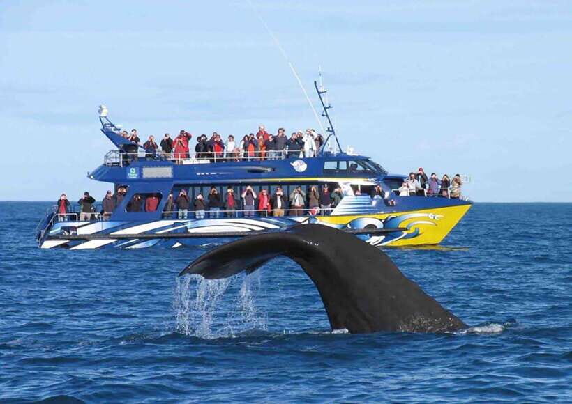 Mirissa Whale Watching, Tour A Once-in-a-Lifetime Experience - Price and value: is $64 worth a 3.5-hour sea trip?