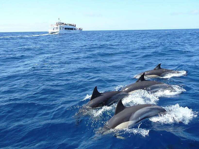 Mirissa Whale Watching, Tour A Once-in-a-Lifetime Experience - The 3.5-hour ride: what the timing usually feels like on the water