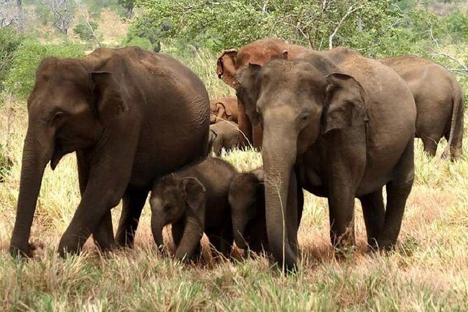 Morning 07 Hour Private Safari at Yala National Park by Yala La Safari Tours - Key highlights worth waking up for