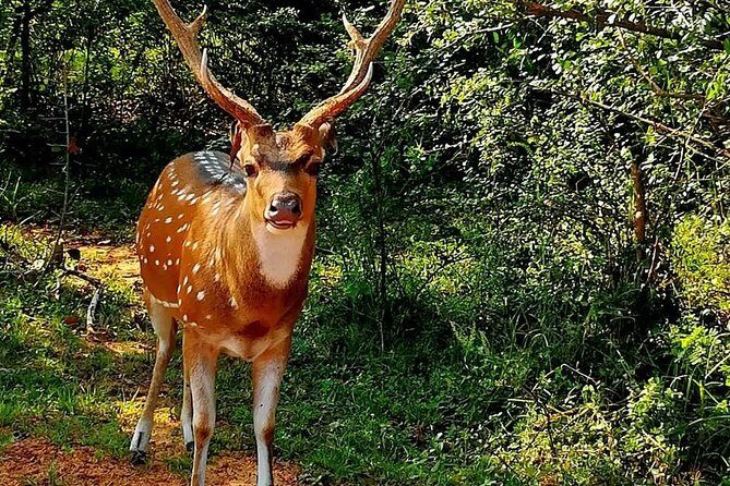 Morning 07 Hour Private Safari at Yala National Park by Yala La Safari Tours - What it’s like in the jeep with Yala La Safari Tours